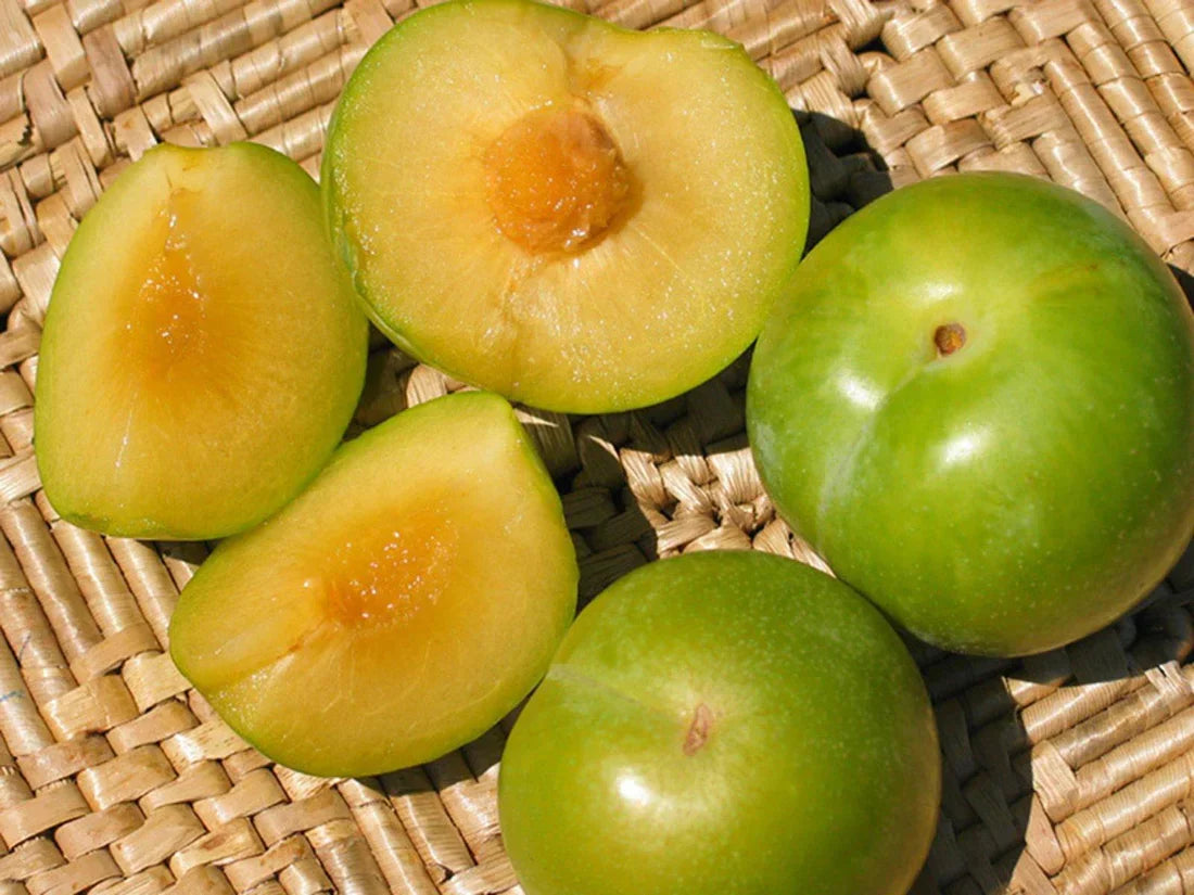 5 Emerald Pluot Scions - Unrooted 3-6" Grafting Cuttings - Plum x Apricot Hybrid - Rare Fruit Variety for Grafting