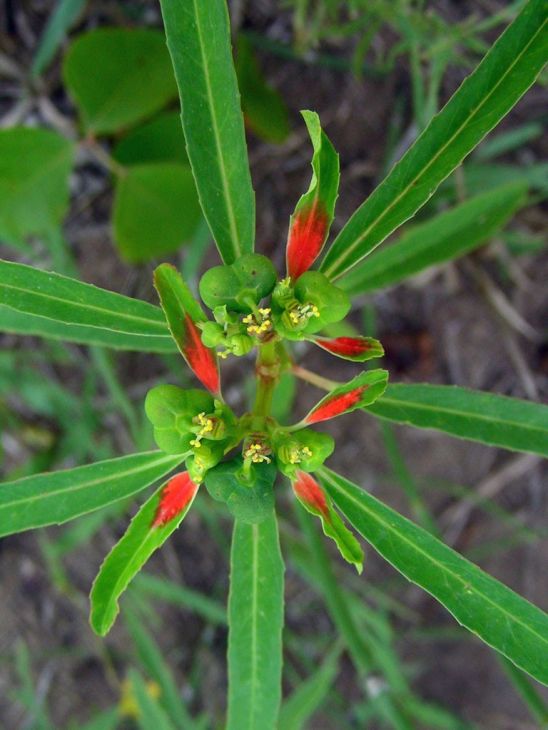 Euphorbia Cyathophora Seeds (10) - Painted Spurge, Red Bracts, Native Annual Wildflower, Fire on the Mountain