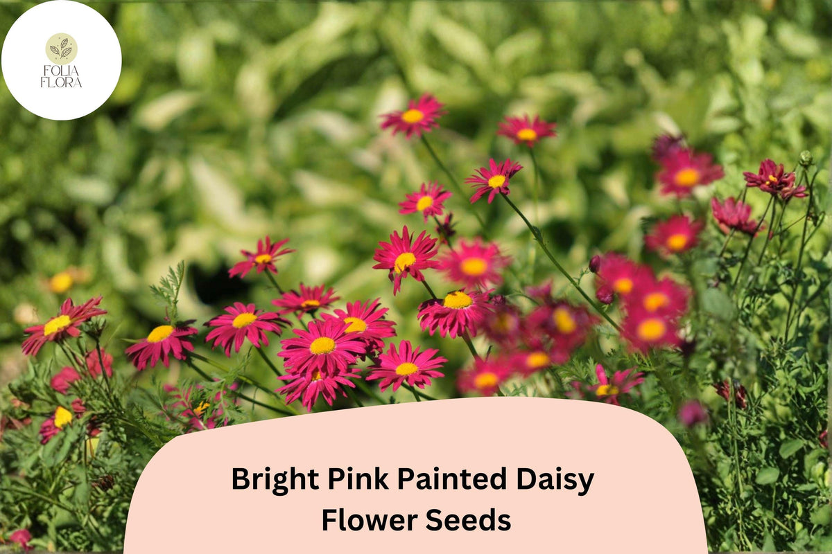 Christmas Cactus Starter Plant - Miss Shimano - Schlumbergera Truncata - Well-Rooted Indoor Cactus for Holiday Decor