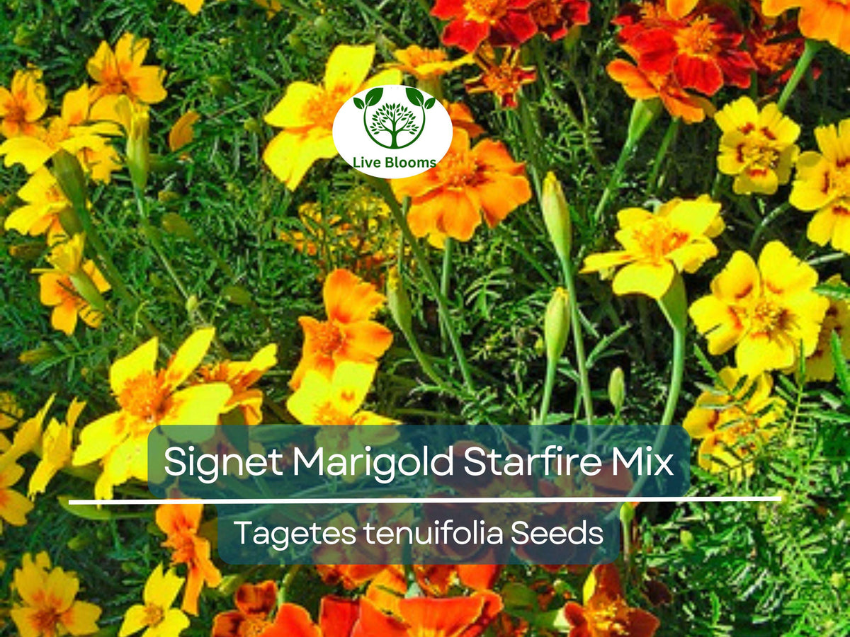 250 Seeds Signet Marigold Starfire Mix - Non-GMO, Vibrant Orange, Red, Yellow Blooms, Perfect for Cutting Garden, Easy to Grow