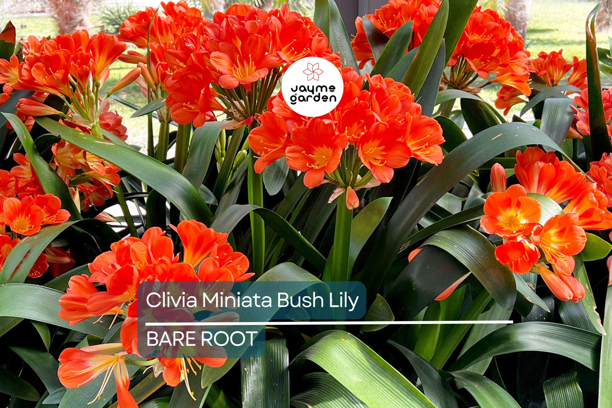 Christmas Cactus Starter Plant - Miss Shimano - Schlumbergera Truncata - Well-Rooted Indoor Cactus for Holiday Decor