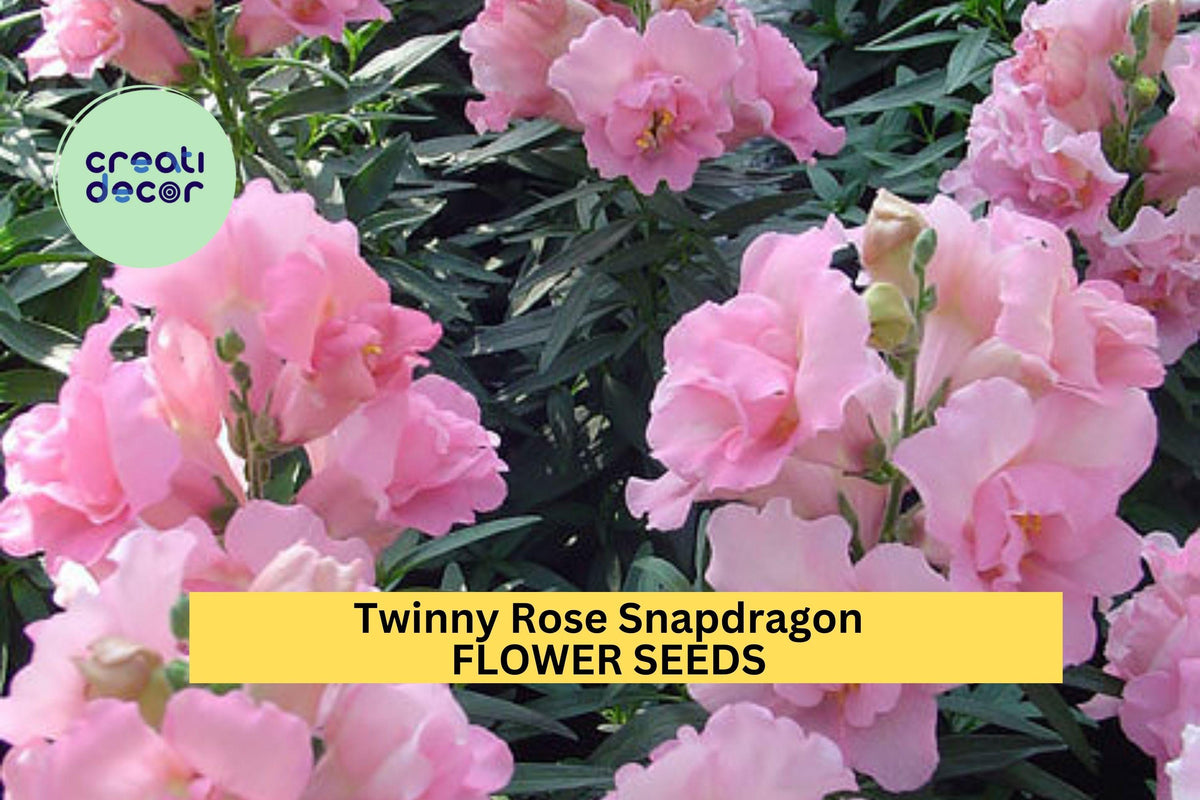 Christmas Cactus Starter Plant - Miss Shimano - Schlumbergera Truncata - Well-Rooted Indoor Cactus for Holiday Decor