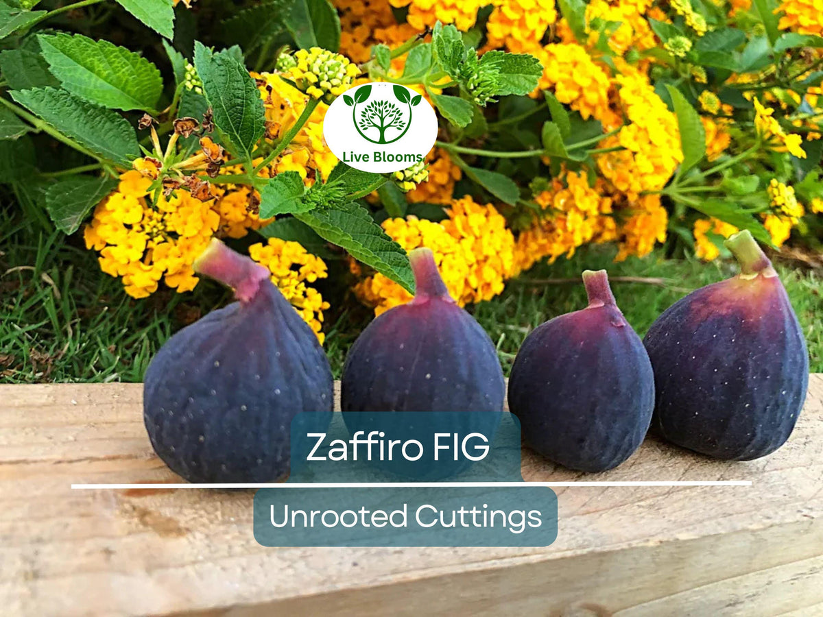 Purple Korean Radish Seeds - 100+ Rare Seeds for Planting - Brassica Rapa Var. Nakameguro - Crisp, Mildly Spicy Flavor