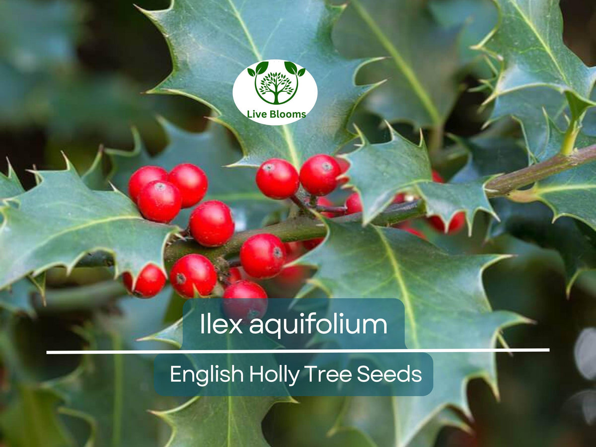 10 Seeds Ilex Aquifolium - English Holly Seeds for Planting, Evergreen Shrub for Hedges & Wildlife Gardens