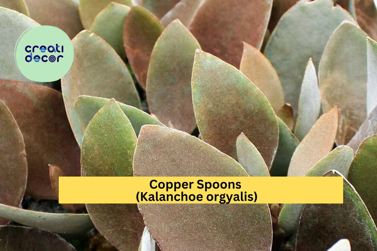 Christmas Cactus Starter Plant - Miss Shimano - Schlumbergera Truncata - Well-Rooted Indoor Cactus for Holiday Decor
