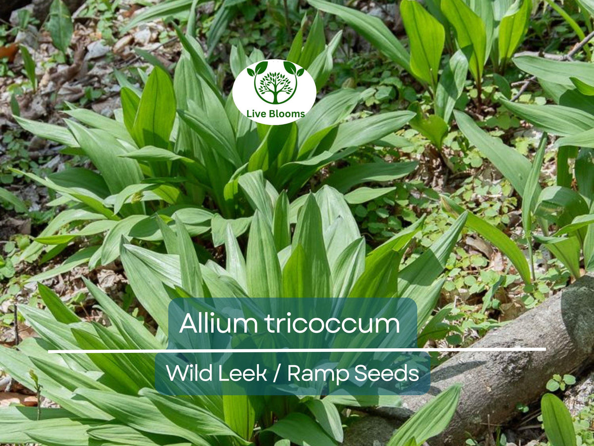 Wild Leek Seeds - 10 Heirloom, Non-GMO Allium tricoccum for Culinary Use, Hardy Edible Perennial, Ideal for Woodland Gardens