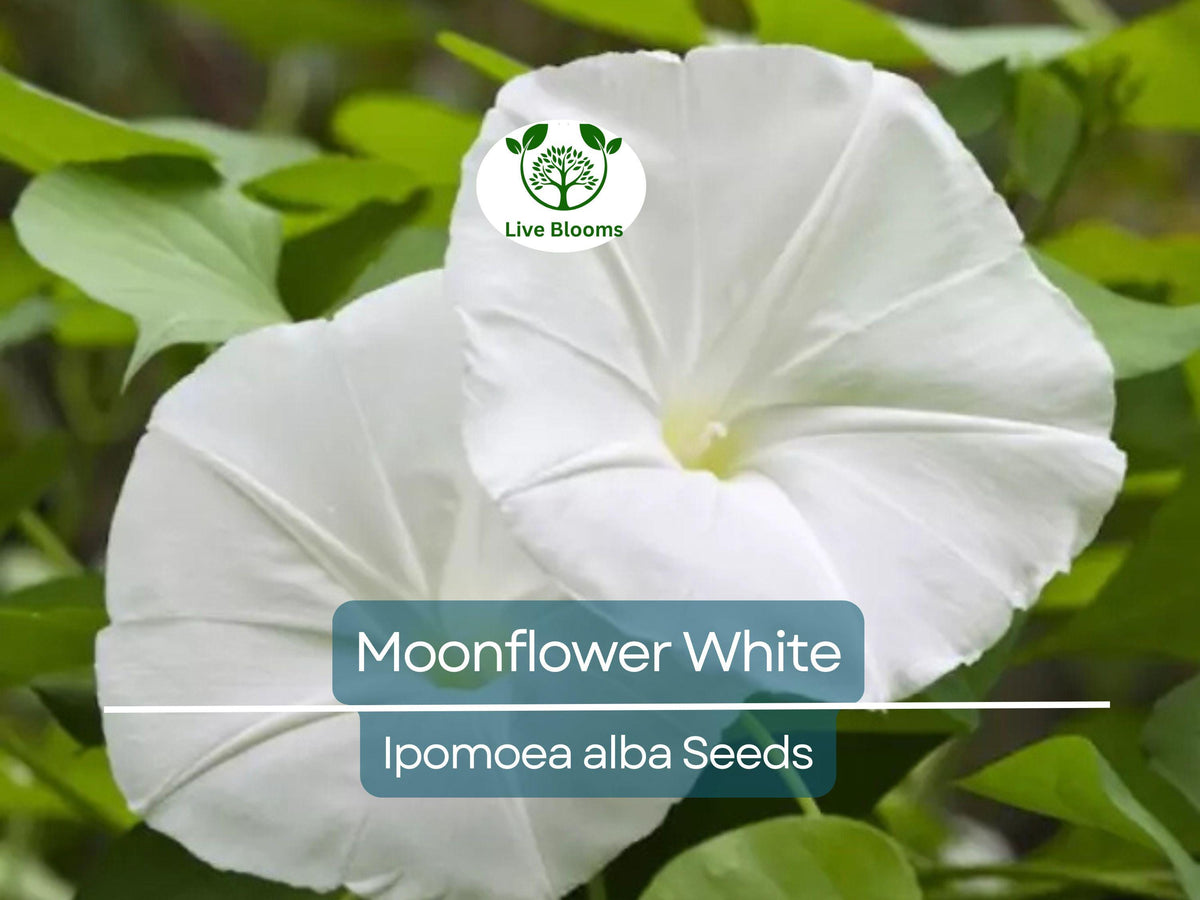 25 Moonflower Seeds - Fragrant White Night-Blooming Vine - Ipomoea alba, Non-GMO Climbing Annual, Perfect for Trellises