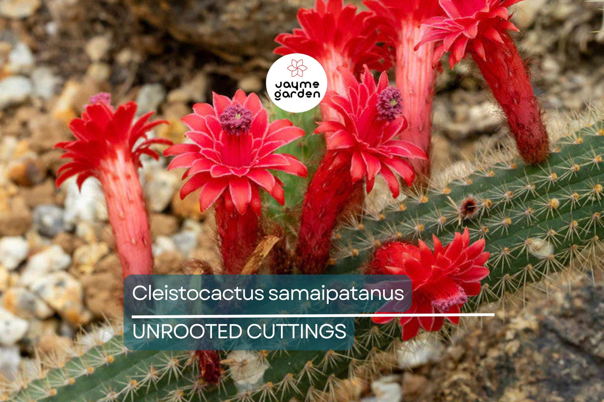 Christmas Cactus Starter Plant - Miss Shimano - Schlumbergera Truncata - Well-Rooted Indoor Cactus for Holiday Decor