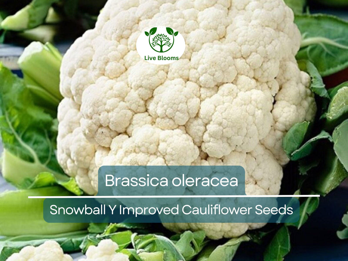 100 Seeds Snowball Y Improved Cauliflower - Brassica oleracea Heirloom Seeds for Gardening, Crisp White Harvests