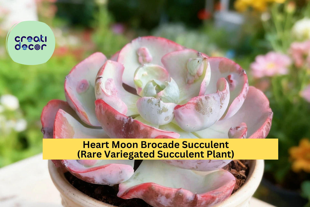 Christmas Cactus Starter Plant - Miss Shimano - Schlumbergera Truncata - Well-Rooted Indoor Cactus for Holiday Decor