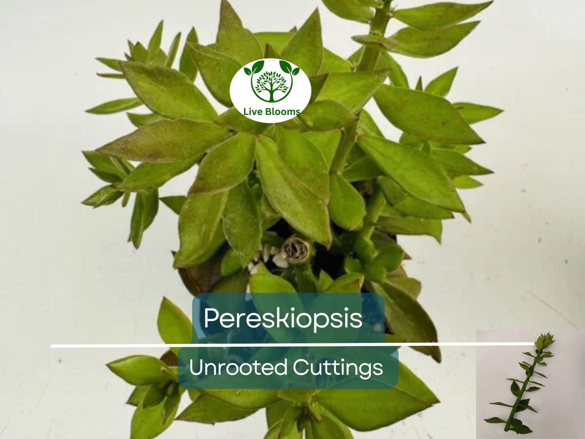 5pcs Unrooted Cuttings Pereskiopsis spp. - Cactus Grafting Rootstock, Rare Succulent Starter for Propagation