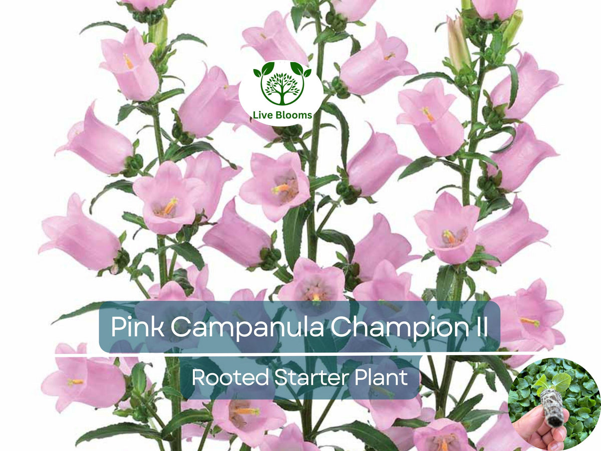 Tropical White Knight Vine Seeds - 20 Count - Night-Blooming Mandevilla - Exotic Garden Plant Seeds for Moonlight Display