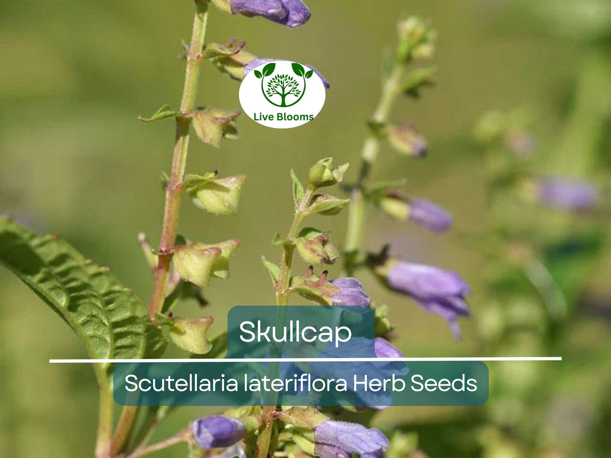 Skullcap Herb Seeds - 100 Premium Scutellaria lateriflora (Mad Dog) Seeds for Planting - Non-GMO, Easy to Grow