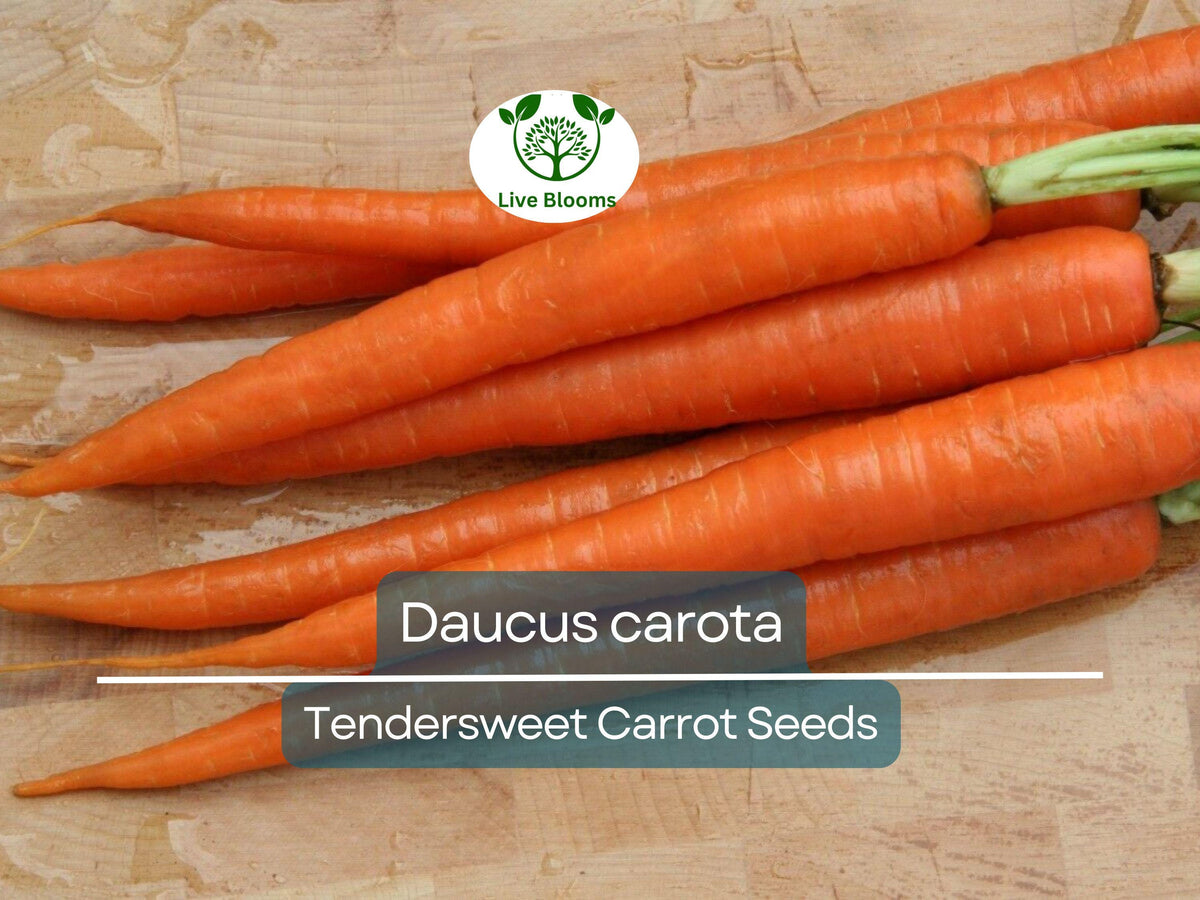 300 Seeds Tendersweet Carrot - Heirloom Daucus carota for Planting, Sweet & Crisp Roots, Perfect for Gardening & Cooking