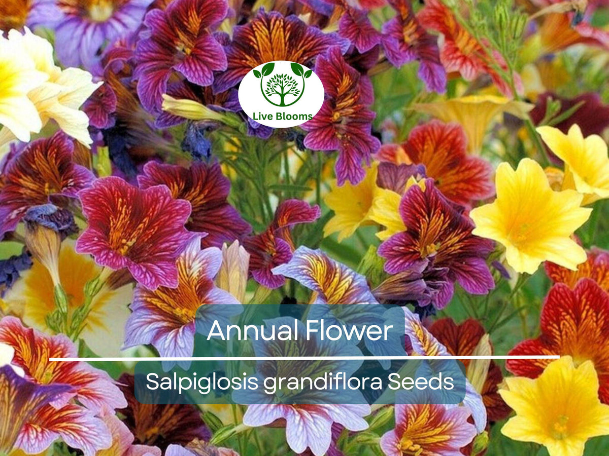 500 EZ Annual Flower Seeds - Salpiglosis grandiflora, Paisley Flowers, Vibrant Colors, Easy to Grow, Bulk for Garden & Containers