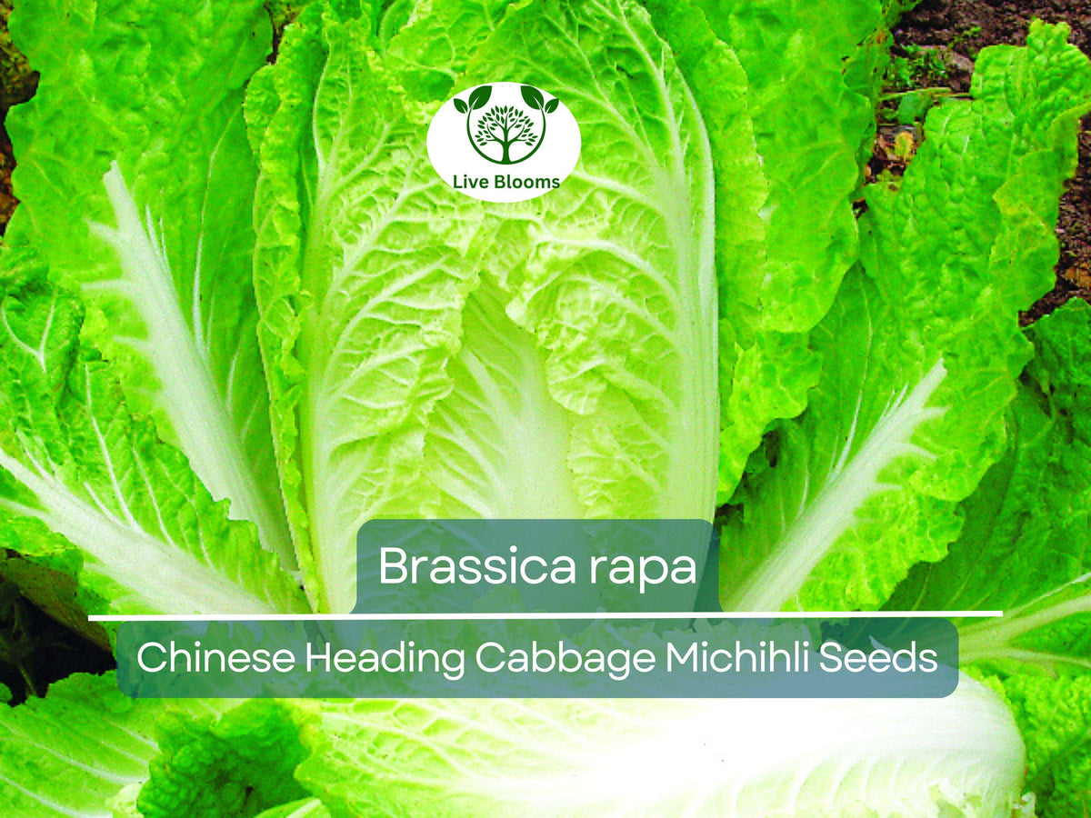 Chinese Heading Cabbage Seeds 150 Count Michihli Brassica rapa Heirloom for Planting, Gardening & Crisp Harvests
