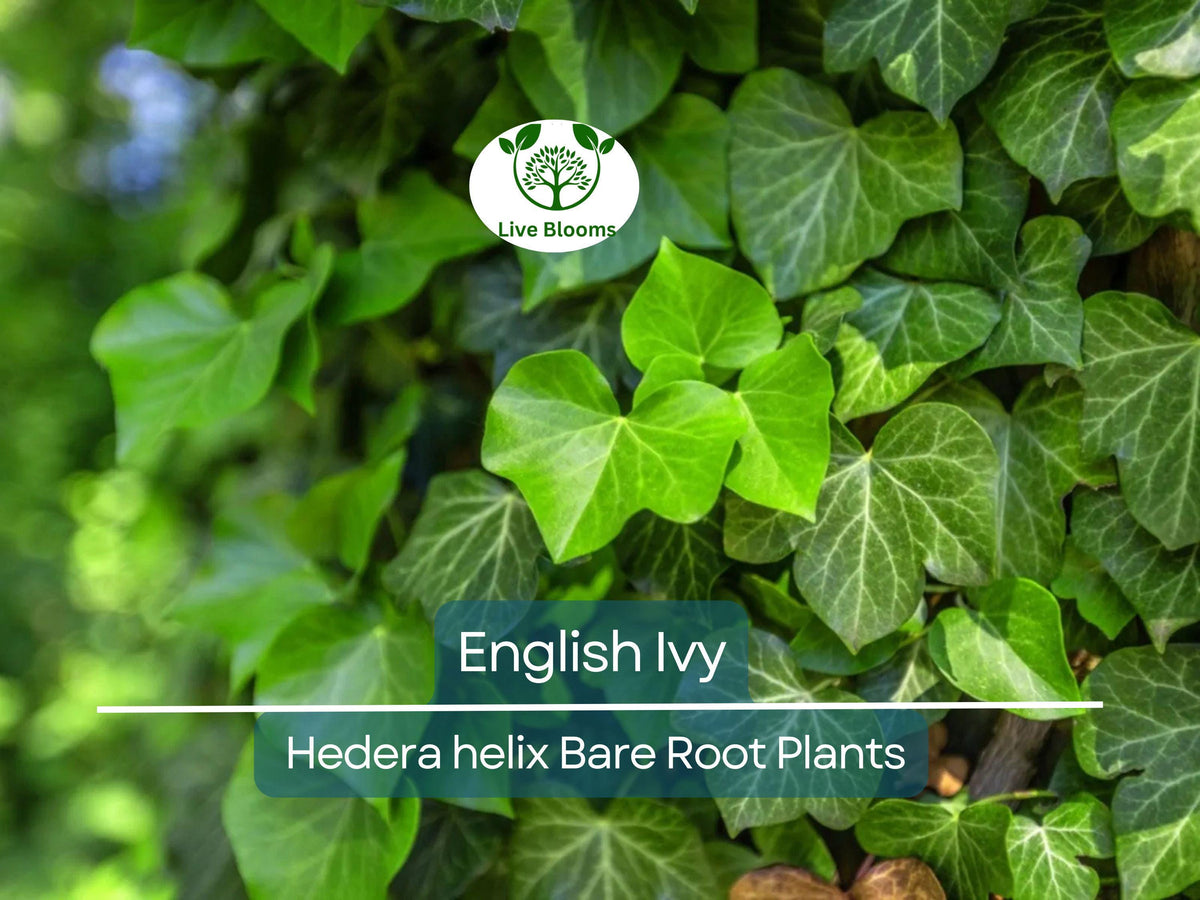 12 Bare Root English Ivy Plants - Fast Growing Groundcover - Hedera helix - Super Hardy Evergreen Vine for Indoor/Outdoor Use
