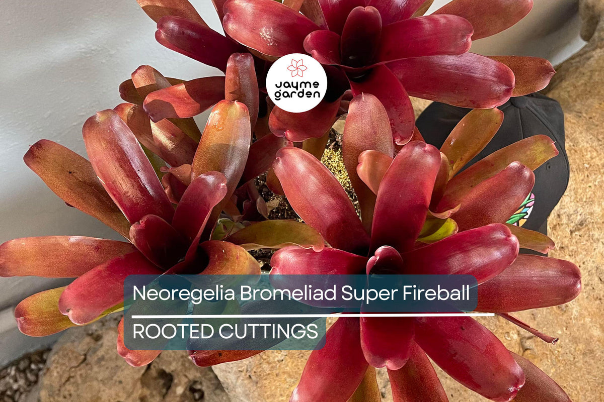Christmas Cactus Starter Plant - Miss Shimano - Schlumbergera Truncata - Well-Rooted Indoor Cactus for Holiday Decor