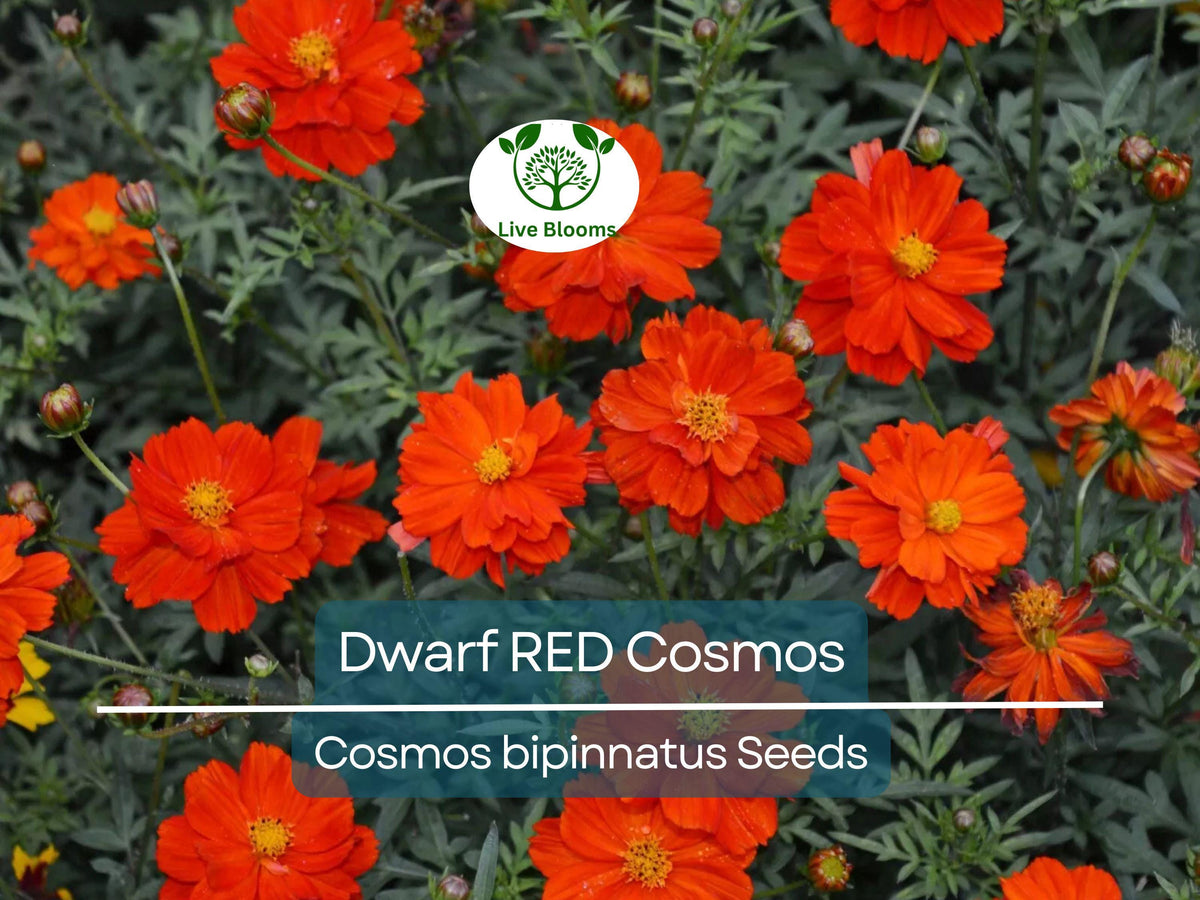 100 Dwarf RED Cosmos Seeds | Cosmos bipinnatus | Non-GMO, Butterfly Friendly, Easy Annual, Compact Red Blooms for Small Spaces