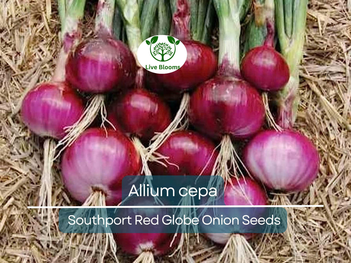 250 mg Southport Red Globe Onion Seeds - Heirloom Allium cepa for Planting, Gardening & Culinary Use