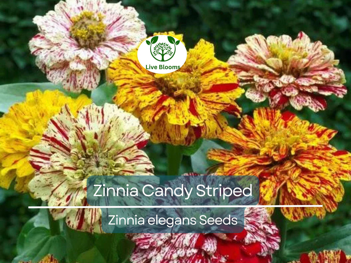 150 Seeds Zinnia Candy Striped Heirloom Non-GMO Double Flowers, Vibrant Striped Blooms, Perfect for Cut Flowers, Zinnia elegans