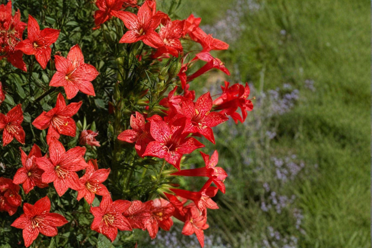 Christmas Cactus Starter Plant - Miss Shimano - Schlumbergera Truncata - Well-Rooted Indoor Cactus for Holiday Decor