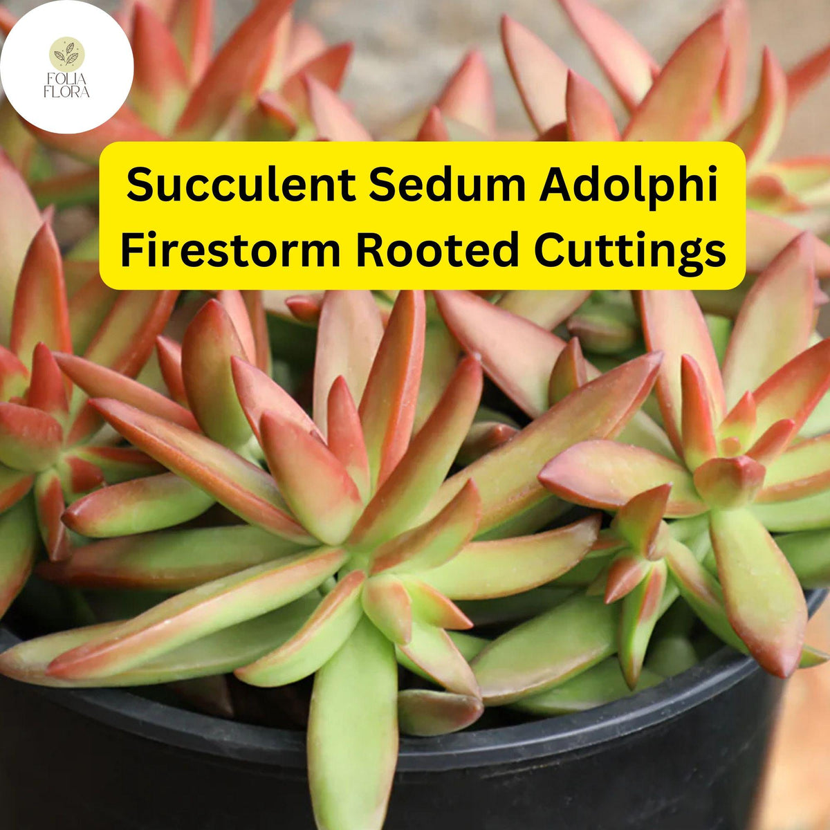 Christmas Cactus Starter Plant - Miss Shimano - Schlumbergera Truncata - Well-Rooted Indoor Cactus for Holiday Decor