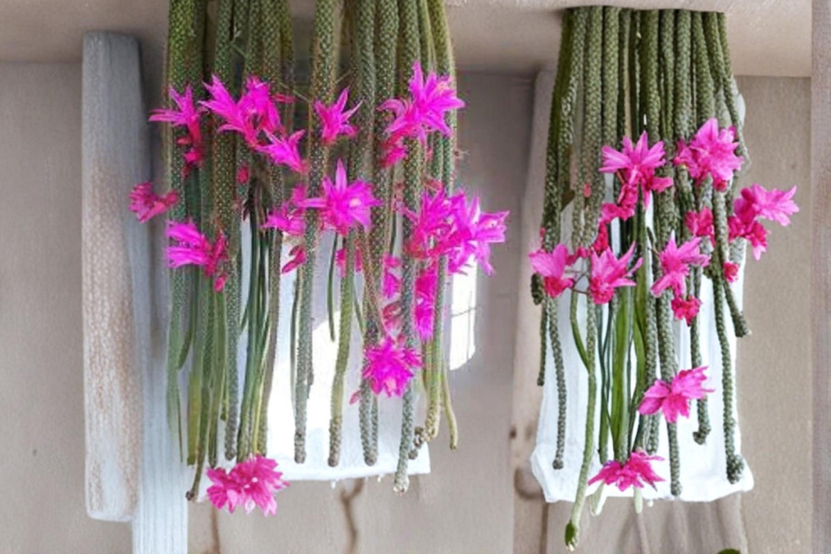 Christmas Cactus Starter Plant - Miss Shimano - Schlumbergera Truncata - Well-Rooted Indoor Cactus for Holiday Decor