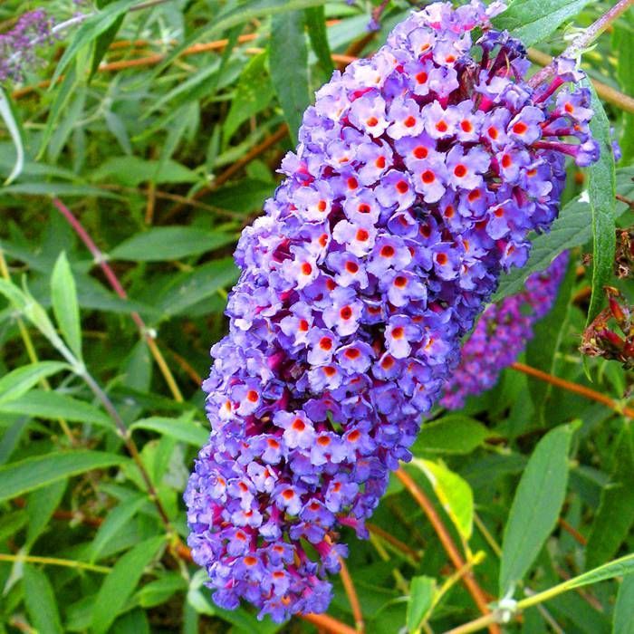 Buddleja Cuttings, 6" Long, Purple Butterfly Bush, 7 Unrooted Stems, Buddleja davidii, Deciduous Shrub, USDA Zones 5-9