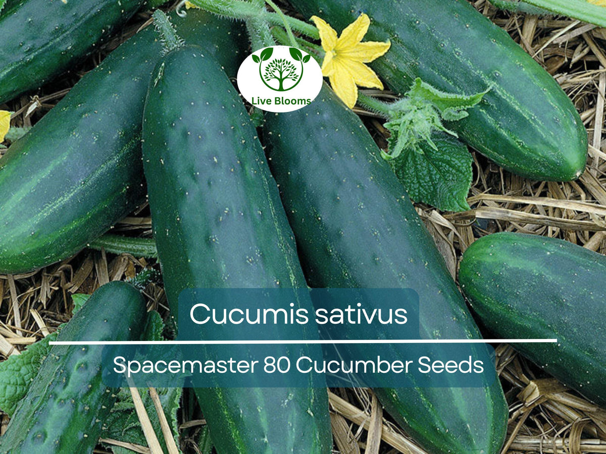 Cucumber Seeds 35 Pack Spacemaster 80 Compact Variety Cucumis sativus - High Yield, Disease Resistant for Small Gardens & Containers