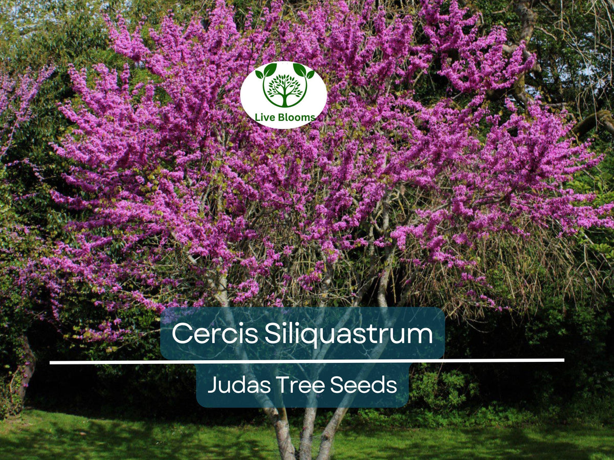 10 Seeds Cercis Siliquastrum (Judas Tree) - Beautiful Flowering Tree Seeds for Landscaping, Gardens, Bonsai, Heart-Shaped Leaves