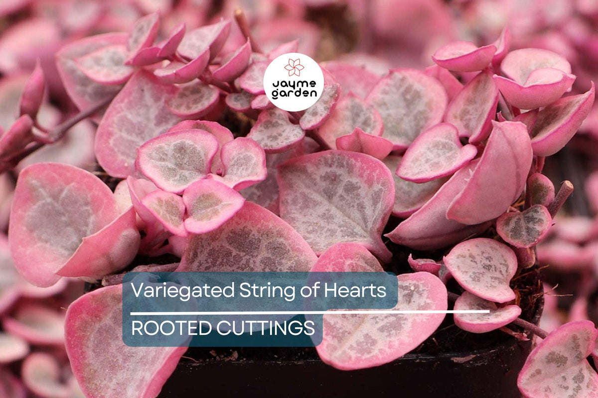 Christmas Cactus Starter Plant - Miss Shimano - Schlumbergera Truncata - Well-Rooted Indoor Cactus for Holiday Decor