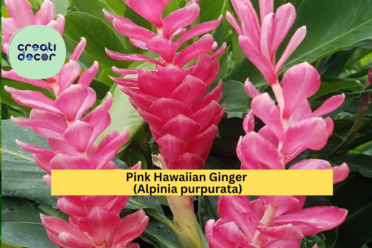 Christmas Cactus Starter Plant - Miss Shimano - Schlumbergera Truncata - Well-Rooted Indoor Cactus for Holiday Decor