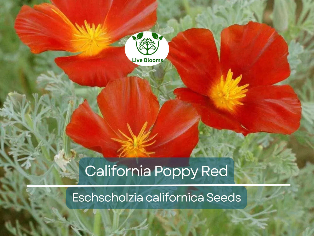 1000 California Poppy Seeds - Red Chief, Non-GMO Wildflower, Drought Tolerant, Pollinator Friendly, Eschscholzia californica