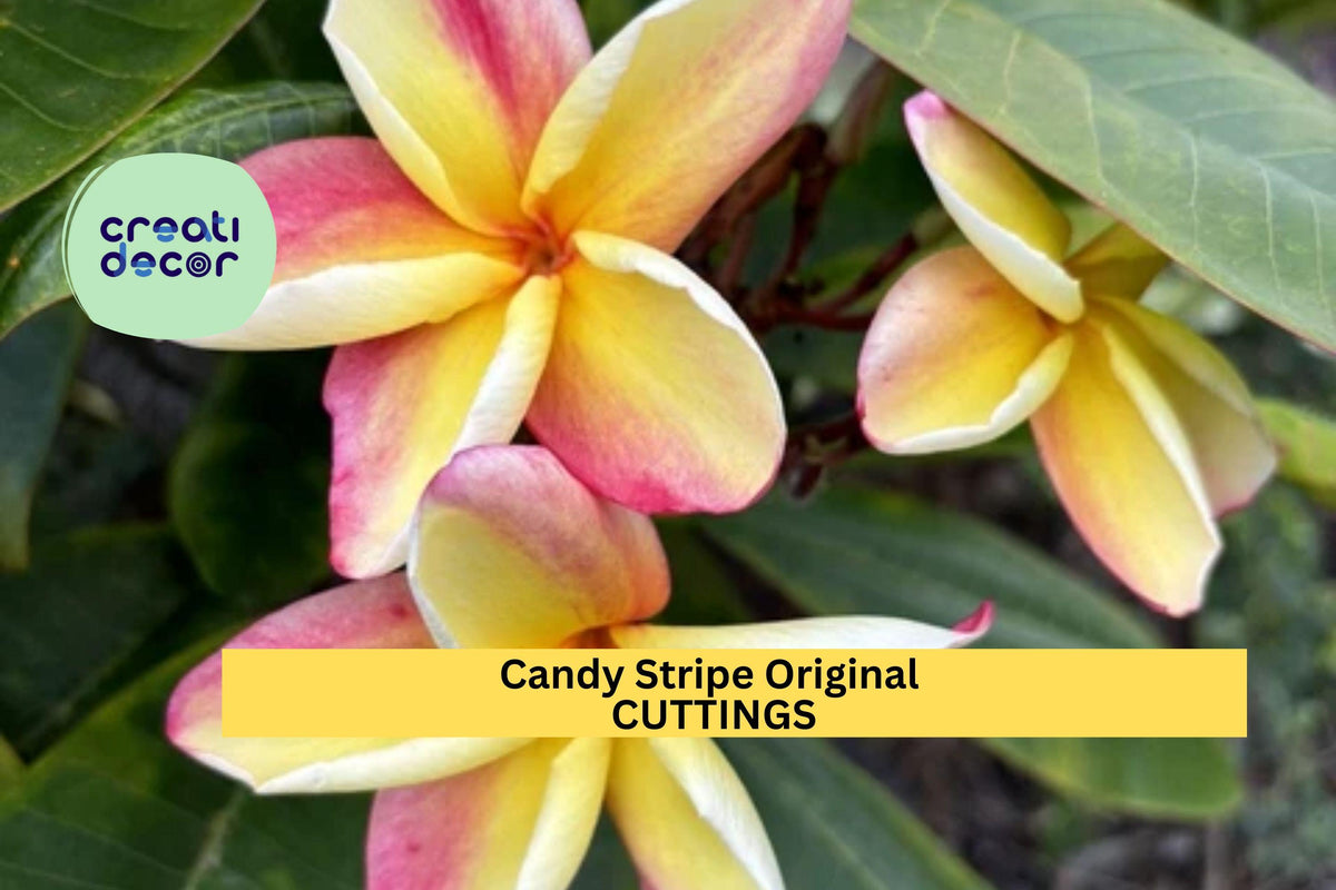 Christmas Cactus Starter Plant - Miss Shimano - Schlumbergera Truncata - Well-Rooted Indoor Cactus for Holiday Decor