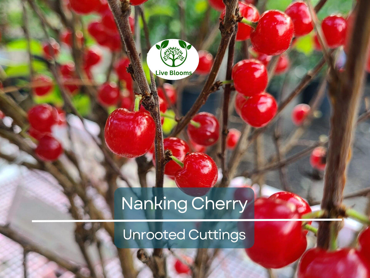 50 Siberian Dogwood Seeds for Planting, Cornus alba Tatarian Dogwood, Hardy Shrub, Wildlife Friendly, Landscape Planting