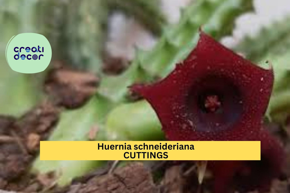 Christmas Cactus Starter Plant - Miss Shimano - Schlumbergera Truncata - Well-Rooted Indoor Cactus for Holiday Decor