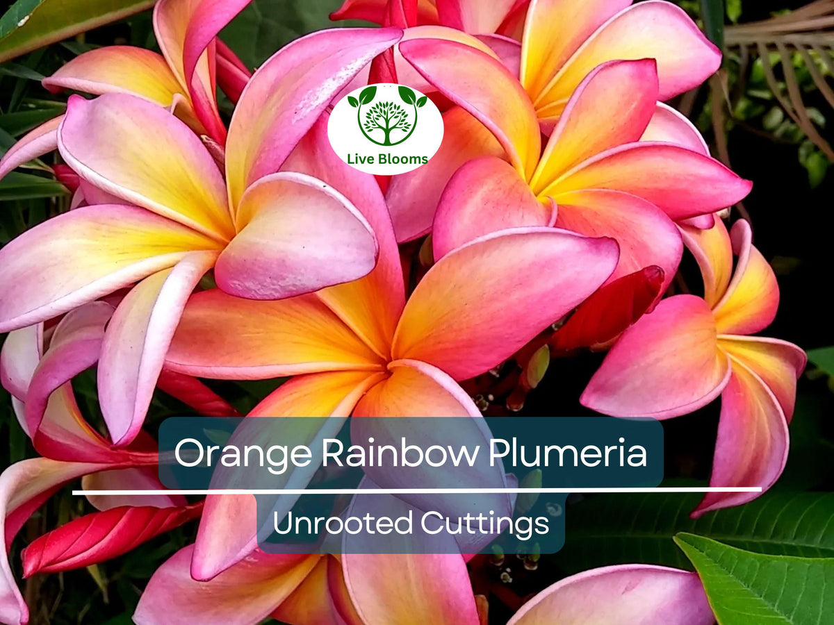 Hummingbird Wildflower Seed Mix - Perennial Blend - Colorful Easy Grow Flowers - Various Perennial Wildflowers
