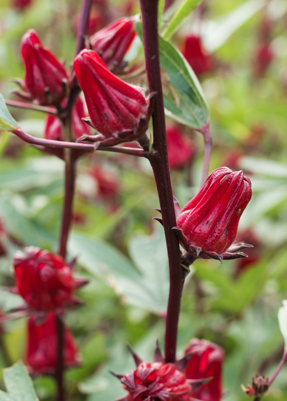Florida Cranberry (Hibiscus sabdariffa)