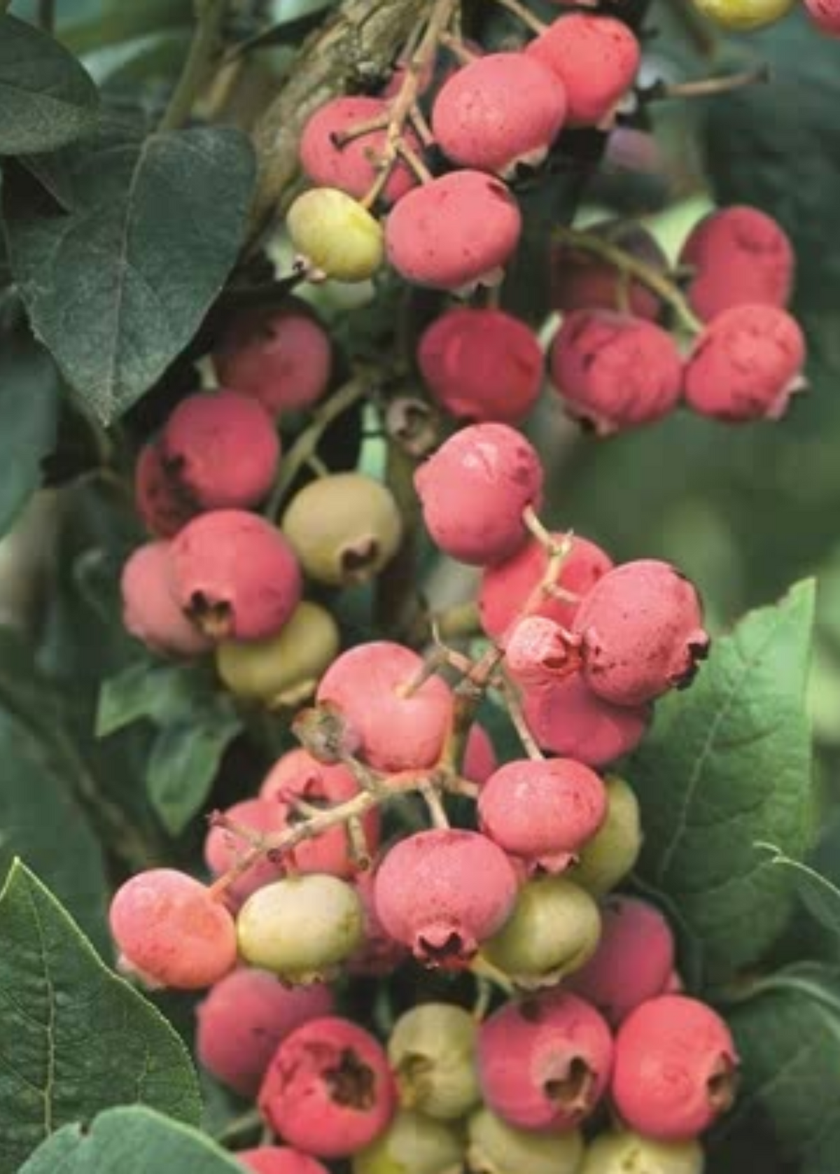 Blueberry 'Florida Rose' (Vaccinium ashei)
