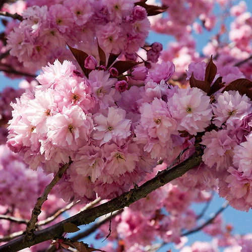 10 Cherry Blossom Tree Cuttings | 8-10" Unrooted | Kwanzan Variety | Prunus serrulata | Pink Flowering Ornamental Tree