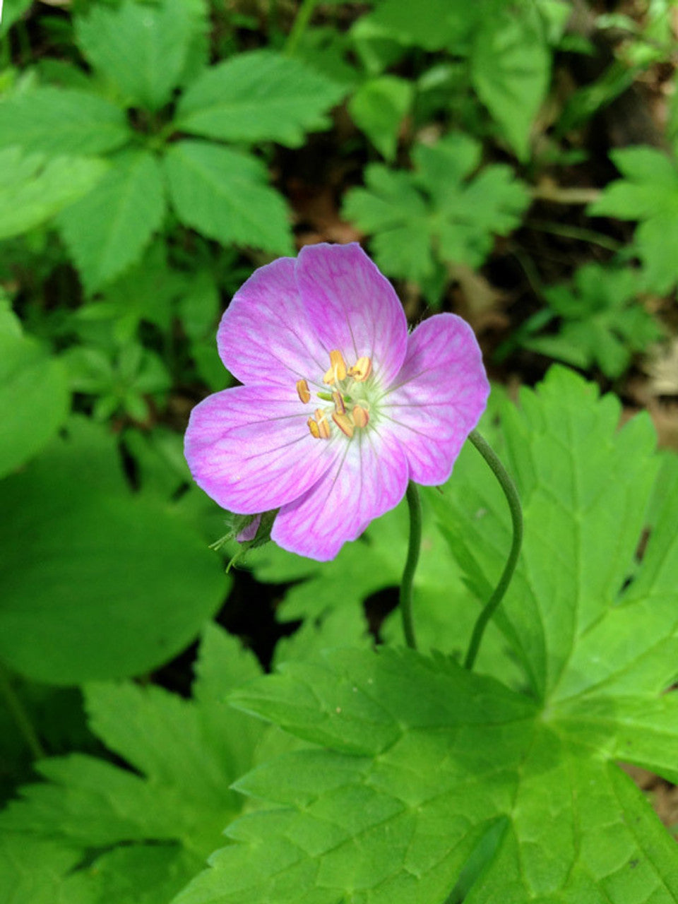 10 Wild Geranium Bulbs - Geranium canadense - Native Perennial Wildflower for Shade Garden - Pollinator Friendly