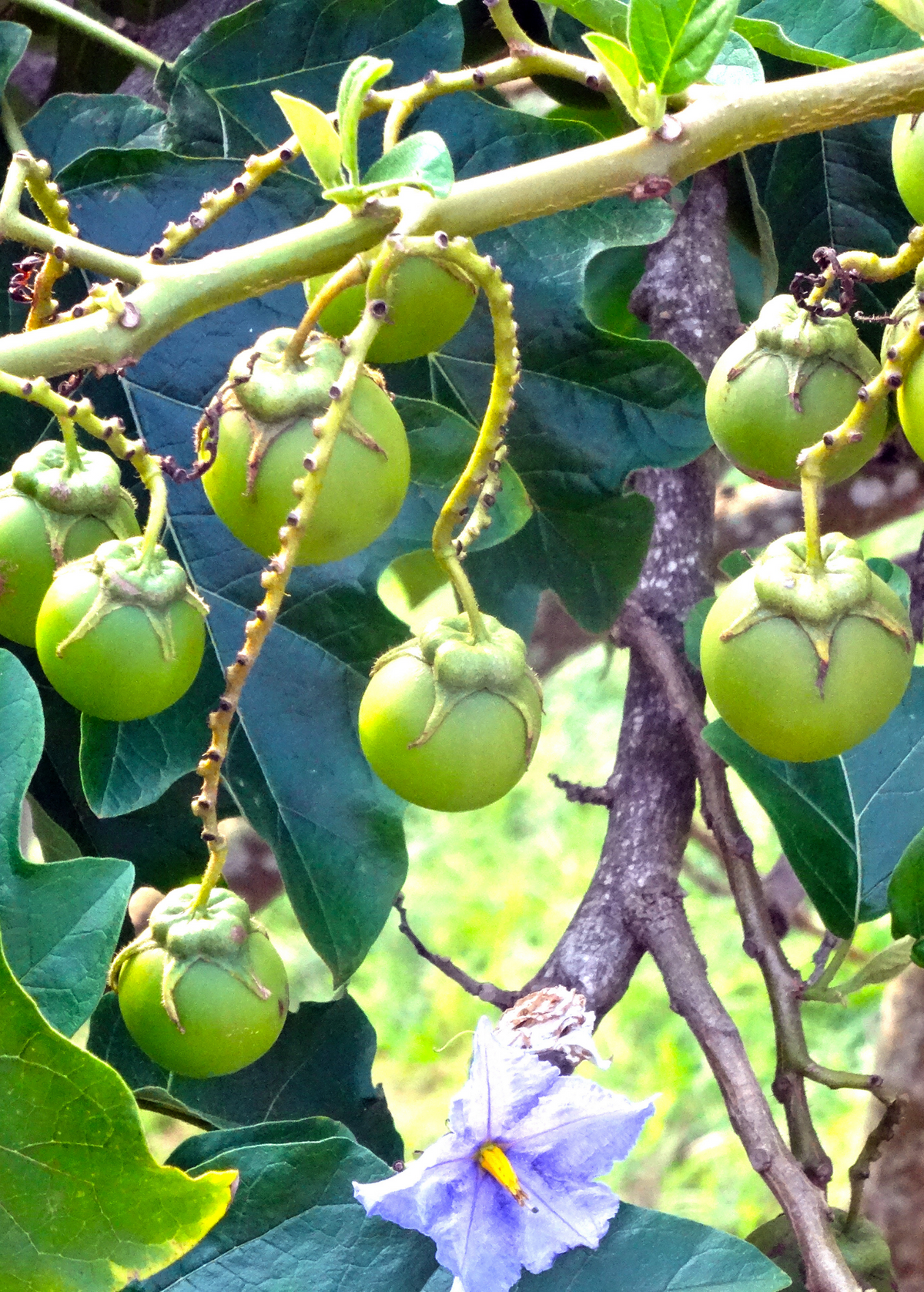 Giant Potato Tree (Solanum macranthum, Solanum wrightii)