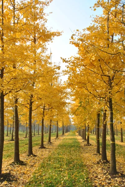 Ginkgo Biloba Live Tree 6-12" Bareroot Maidenhair Tree - Hardy Deciduous Shade Tree for Zones 3-9 - Ginkgo biloba