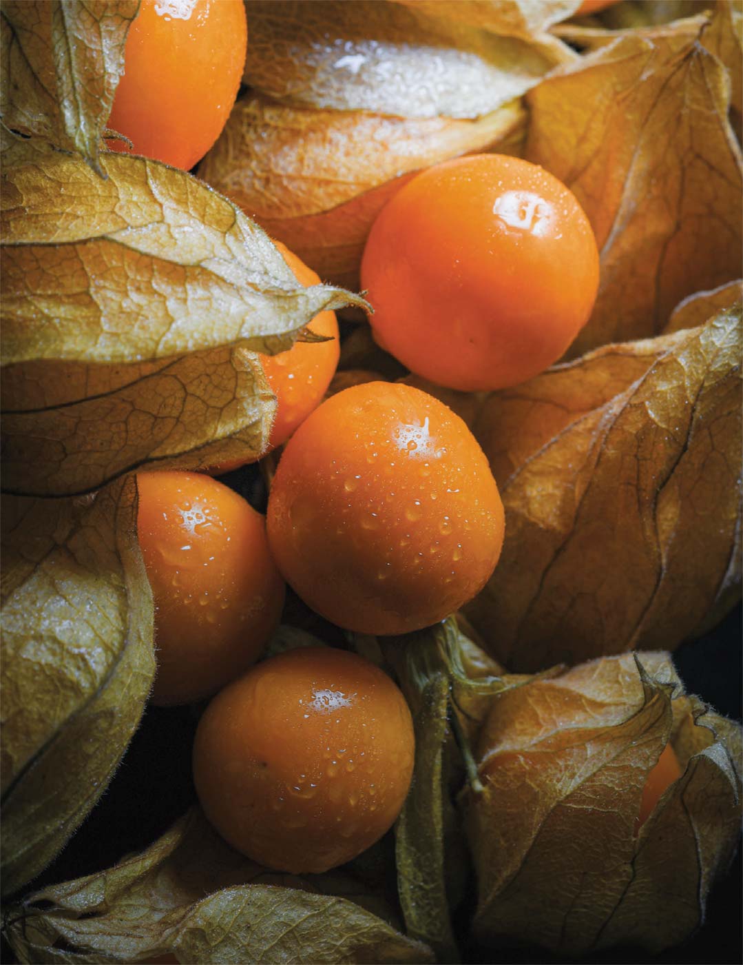 6 Unrooted Golden Berry 'V Pineapple' Cuttings | Physalis Peruviana | Cape Gooseberry, Organic Tropical Fruit Plant