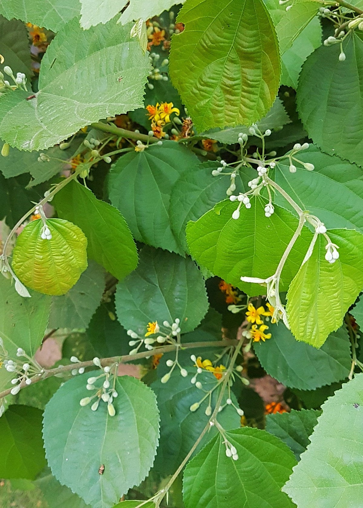 Sherbert Berry (Grewia asiatica)