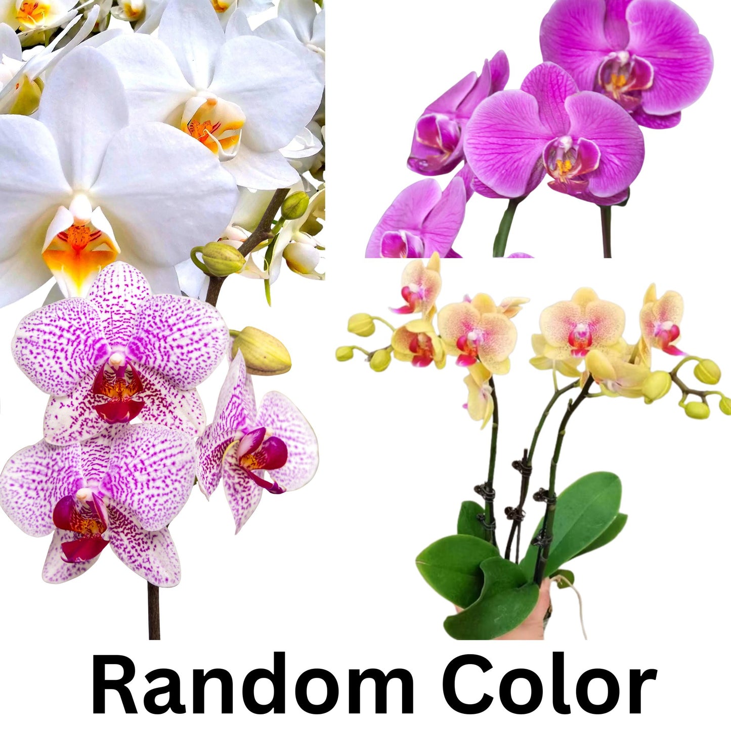 Small Rooted Orchid Bulb - Bare Root - Phalaenopsis Orchid