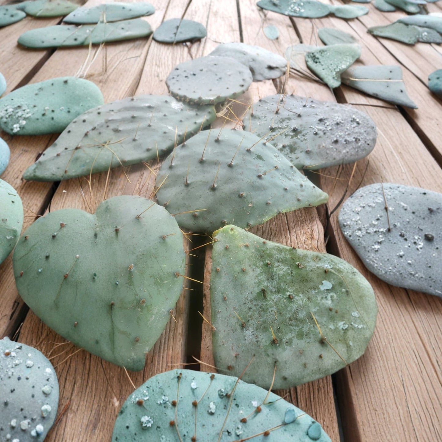 Prickly Pear 5 Pads 8–12 Inch Cactus Cutting – Opuntia Cactus Unrooted