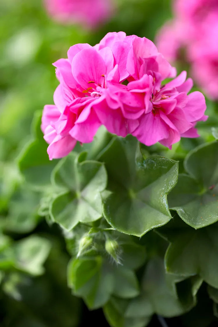 10 Fresh Geranium Cuttings 6" Pink Flowering Pelargonium hortorum - Unrooted Stems for Garden Beds, Containers & Baskets