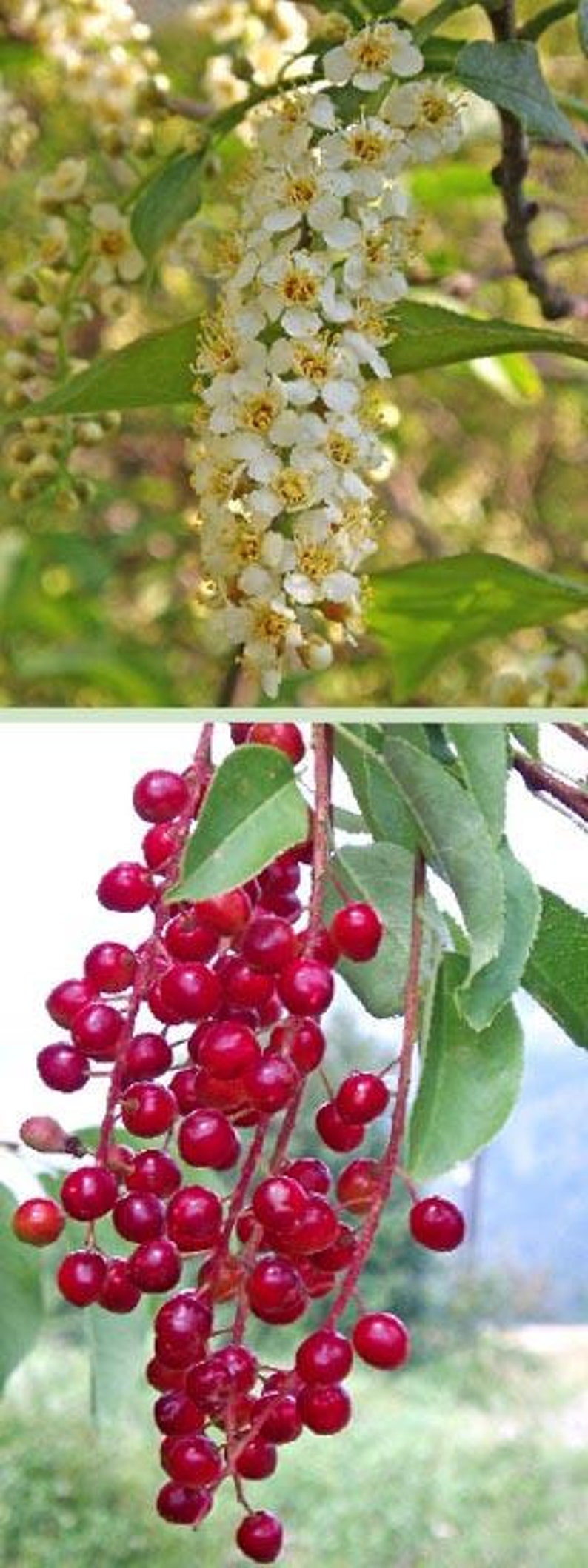 Choke Cherry Tree 2 Ft Plant Prunus virginiana Fragrant White Flowers Edible Red Purple Fruit Wildlife Friendly